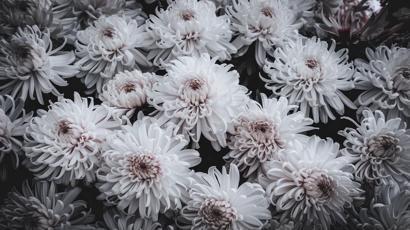 5. White Chrysanthemums