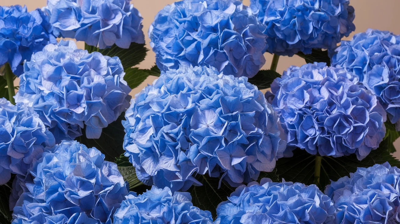 6. Hydrangeas