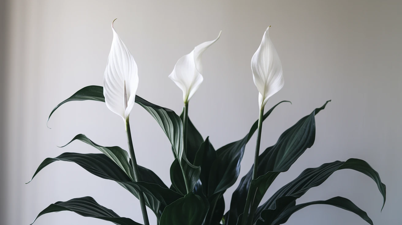 1. Peace Lily (Spathiphyllum)