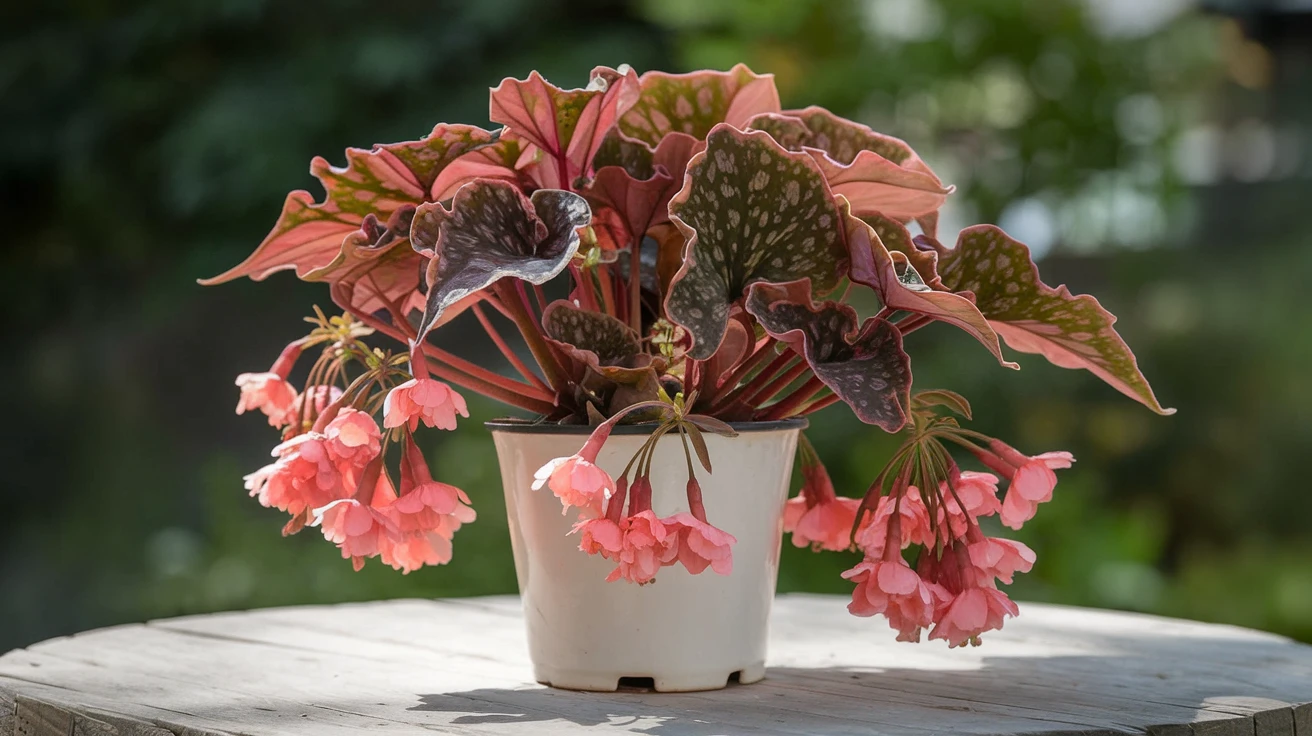 8. Angel Wing Begonias (Begonia coccinea)
