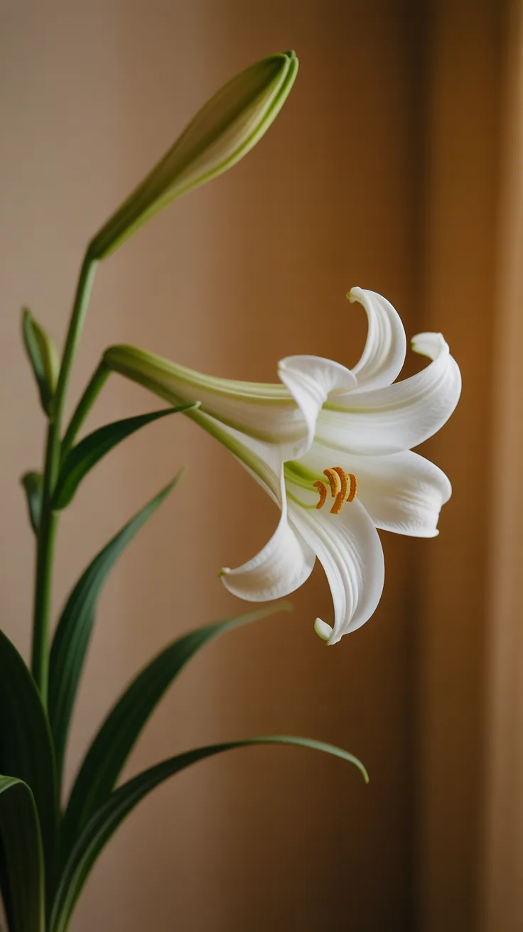 The Symbolism of Easter Lilies illustrative image