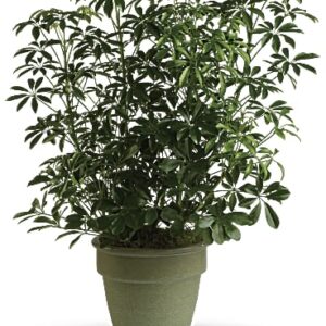 Amazing Arboricola | Mixed Bouquets | Same Day Flower Delivery | Multi-Colored | Teleflora