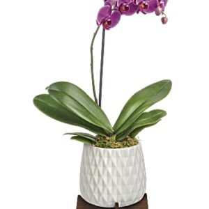 Architectural Orchid Plant | Orchids | Same Day Flower Delivery | Multi-Colored | Teleflora