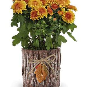 Autumn Harmony Chrysanthemum | Chrysanthemums | Same Day Flower Delivery | Yellow | Teleflora
