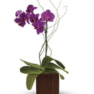 Bamboo Elegance | Orchids | Same Day Flower Delivery | Purple | Teleflora