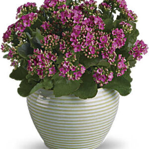 Bountiful Kalanchoe | Mixed Bouquets | Same Day Flower Delivery | Pink | Teleflora
