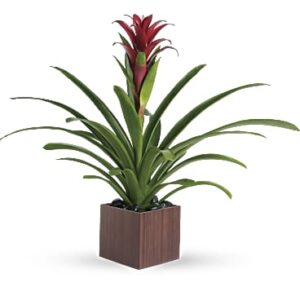 Bromeliad Beauty | Mixed Bouquets | Same Day Flower Delivery | Multi-Colored | Teleflora