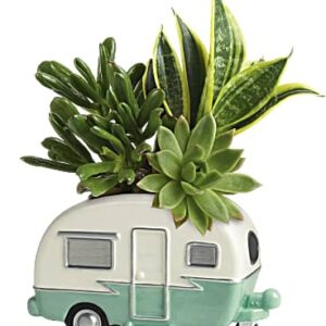 Cool Camper Succulent Garden | Mixed Bouquets | Same Day Flower Delivery | Green | Teleflora
