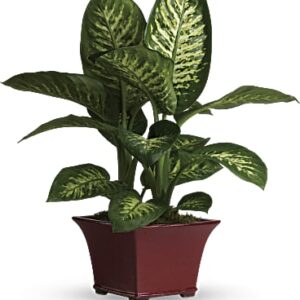 Delightful Dieffenbachia | Mixed Bouquets | Same Day Flower Delivery | Red | Teleflora