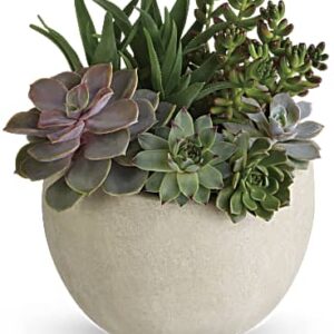 Desert Beauty Succulent Garden | Mixed Bouquets | Same Day Flower Delivery | Green | Teleflora