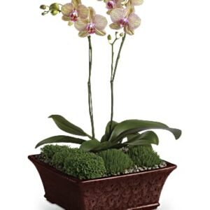 Divine Orchid | Orchids | Same Day Flower Delivery | Purple | Teleflora