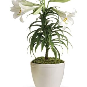 Easter Lily Plant | Mixed Bouquets | Same Day Flower Delivery | White | Teleflora