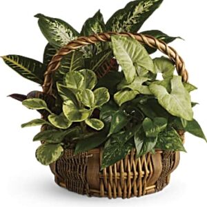 Emerald Garden Basket | Mixed Bouquets | Same Day Flower Delivery | Pink | Teleflora