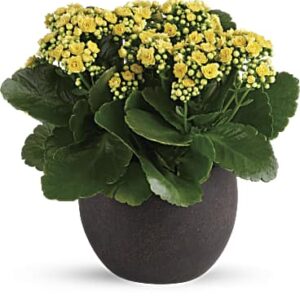Forever Yellow Kalanchoes | Mixed Bouquets | Same Day Flower Delivery | Teleflora