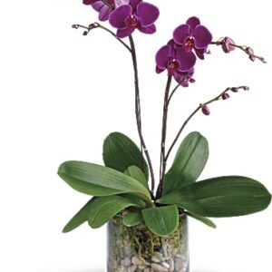Glorious Gratitude Orchid | Orchids | Same Day Flower Delivery | Purple | Teleflora