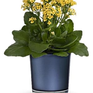 Golden Morning Plant | Mixed Bouquets | Same Day Flower Delivery | Yellow | Teleflora
