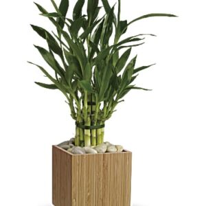 Good Luck Bamboo | Mixed Bouquets | Same Day Flower Delivery | White | Teleflora