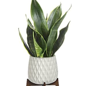 Growing Art Sansevieria Plant | Mixed Bouquets | Same Day Flower Delivery | Multi-Colored | Teleflora