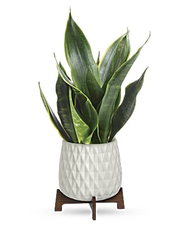 Growing Art Sansevieria Plant | Mixed Bouquets | Same Day Flower Delivery | Multi-Colored | Teleflora