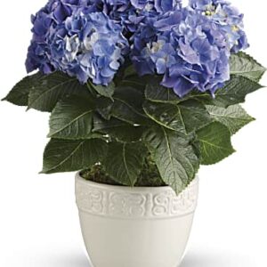 Happy Hydrangea | Hydrangeas | Same Day Flower Delivery | Multi-Colored | Teleflora