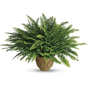 Heartwarming Thoughts Boston Fern | Mixed Bouquets | Same Day Flower Delivery | Multi-Colored | Teleflora