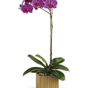 Imperial Purple Orchid | Orchids | Same Day Flower Delivery | Teleflora