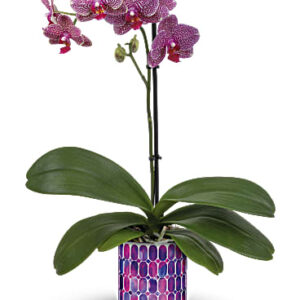 Jewel Shine Orchid | Orchids | Same Day Flower Delivery | Purple | Teleflora