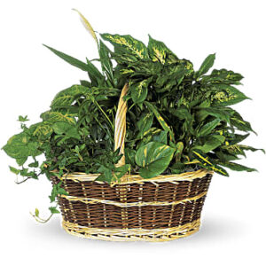 Large Basket Garden | Mixed Bouquets | Same Day Flower Delivery | White | Teleflora