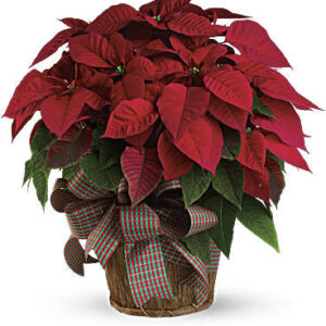 Large Red Poinsettia | Mixed Bouquets | Same Day Flower Delivery | Teleflora