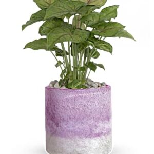 Lavender Frost Plant | Orchids | Same Day Flower Delivery | White | Teleflora