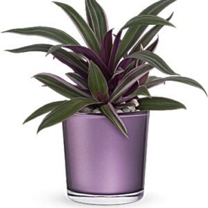 Leaves Of Amethyst Plant | Mixed Bouquets | Same Day Flower Delivery | Multi-Colored | Teleflora