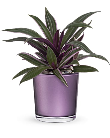 Leaves Of Amethyst Plant | Mixed Bouquets | Same Day Flower Delivery | Multi-Colored | Teleflora