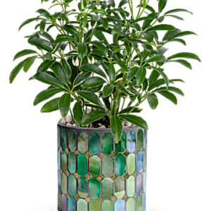 Leaves Of Glass Plant | Mixed Bouquets | Same Day Flower Delivery | White | Teleflora