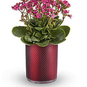 Lovely Kalanchoe Plant | Mixed Bouquets | Same Day Flower Delivery | Pink | Teleflora