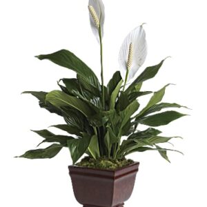 Lovely One Spathiphyllum Plant | Mixed Bouquets | Same Day Flower Delivery | White | Teleflora