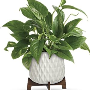 Lush Leaves Pothos Plant | Mixed Bouquets | Same Day Flower Delivery | Green | Teleflora