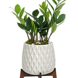 Luxe Leaves Plant | Mixed Bouquets | Same Day Flower Delivery | White | Teleflora