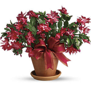 Merry Christmas Cactus | Mixed Bouquets | Same Day Flower Delivery | Red | Teleflora