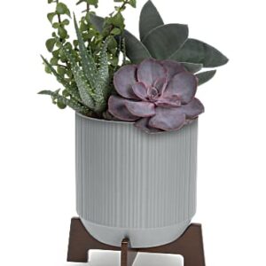 Mod Succulents | Mixed Bouquets | Same Day Flower Delivery | Multi-Colored | Teleflora
