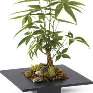 Money Tree | Mixed Bouquets | Same Day Flower Delivery | White | Teleflora