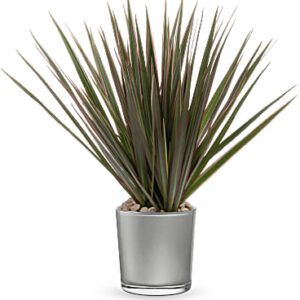 Moonstone Dracaena | Mixed Bouquets | Same Day Flower Delivery | Multi-Colored | Teleflora