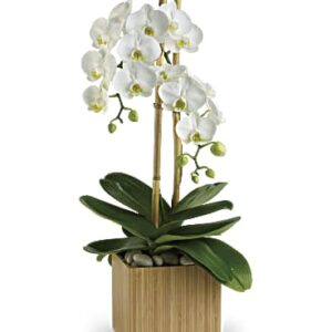 Opulent Orchids | Same Day Flower Delivery | White | Teleflora