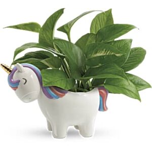 Peaceful Unicorn Pothos Plant | Mixed Bouquets | Same Day Flower Delivery | Green | Teleflora
