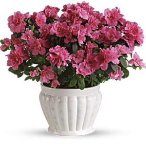Pretty In Pink Azalea | Mixed Bouquets | Same Day Flower Delivery | Teleflora