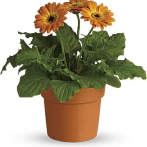 Rainbow Rays Potted Gerbera | Daisies | Same Day Flower Delivery | Orange | Teleflora