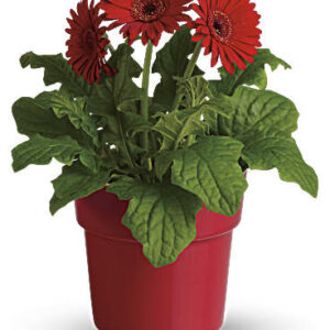 Rainbow Rays Potted Gerbera | Daisies | Same Day Flower Delivery | Red | Teleflora