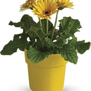 Rainbow Rays Potted Gerbera | Daisies | Same Day Flower Delivery | Yellow | Teleflora