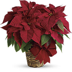 Red Poinsettia | Mixed Bouquets | Same Day Flower Delivery | Teleflora