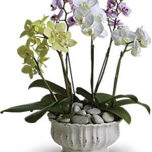 Regal Orchids | Same Day Flower Delivery | White | Teleflora