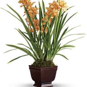 Regally Yours Orchid | Orchids | Same Day Flower Delivery | Orange | Teleflora